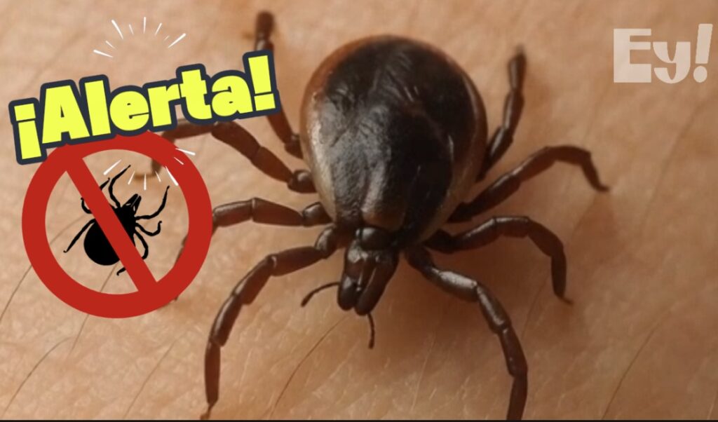 Imagen de alerta ante la picadura de garrapata