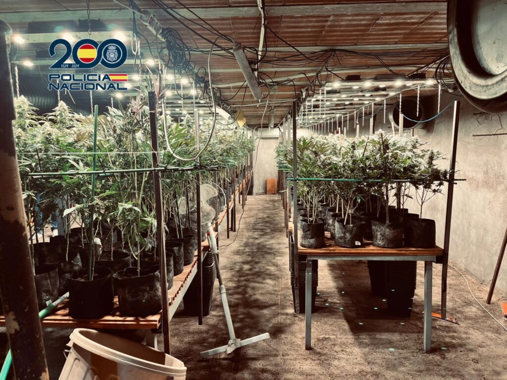 03/02/2026 Plantación de marihuana..

La Policía Nacional ha desmantelado en la localidad de Torrijos (Toledo) una plantación de marihuana de 800 metros cuadrados, oculta en un zulo excavado bajo una nave industrial dedicada a la cría de pollos. La operación se ha cerrado con la detención de los dos principales implicados y la incautación de 932 plantas de cannabis.

SOCIEDAD 
POLICÍA NACIONAL