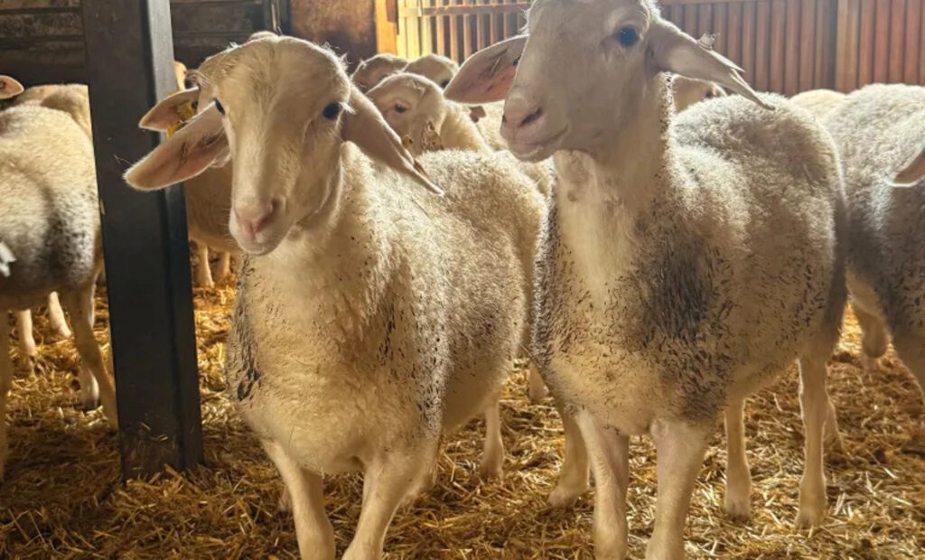 23/03/2026 Agricultura refuerza las recomendaciones para la prevención y control de la lengua azul.

La Consejería de Agricultura, Ganadería y Desarrollo Rural, a través de la Dirección General de Ordenación Agropecuaria, ha actualizado las recomendaciones destinadas a las explotaciones ganaderas con el fin de reforzar la prevención y el control de la lengua azul, una enfermedad vírica que afecta principalmente a rumiantes, especialmente ovinos y bovinos, y cuya transmisión se produce a través de pequeños insectos del género culicoides.

ECONOMIA CASTILLA-LA MANCHA ESPAÑA EUROPA TOLEDO AUTONOMÍAS
JCCM