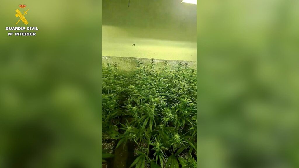 13/05/2026 Desmantelan dos plantaciones de cultivo y elaboración de marihuana indoor en la localidad de Seseña.
El área de investigación de Seseña en colaboración con Policía Local de Seseña, ha desmantelado dos plantaciones de marihuana tipo 'indoor' en la localidad de Seseña, procediendo a la detención de tres personas, como presuntos autores de dos delitos contra la salud pública en su modalidad de cultivo y elaboración de drogas y dos delitos de defraudación de fluido eléctrico.
SOCIEDAD
GUARDIA CIVIL
