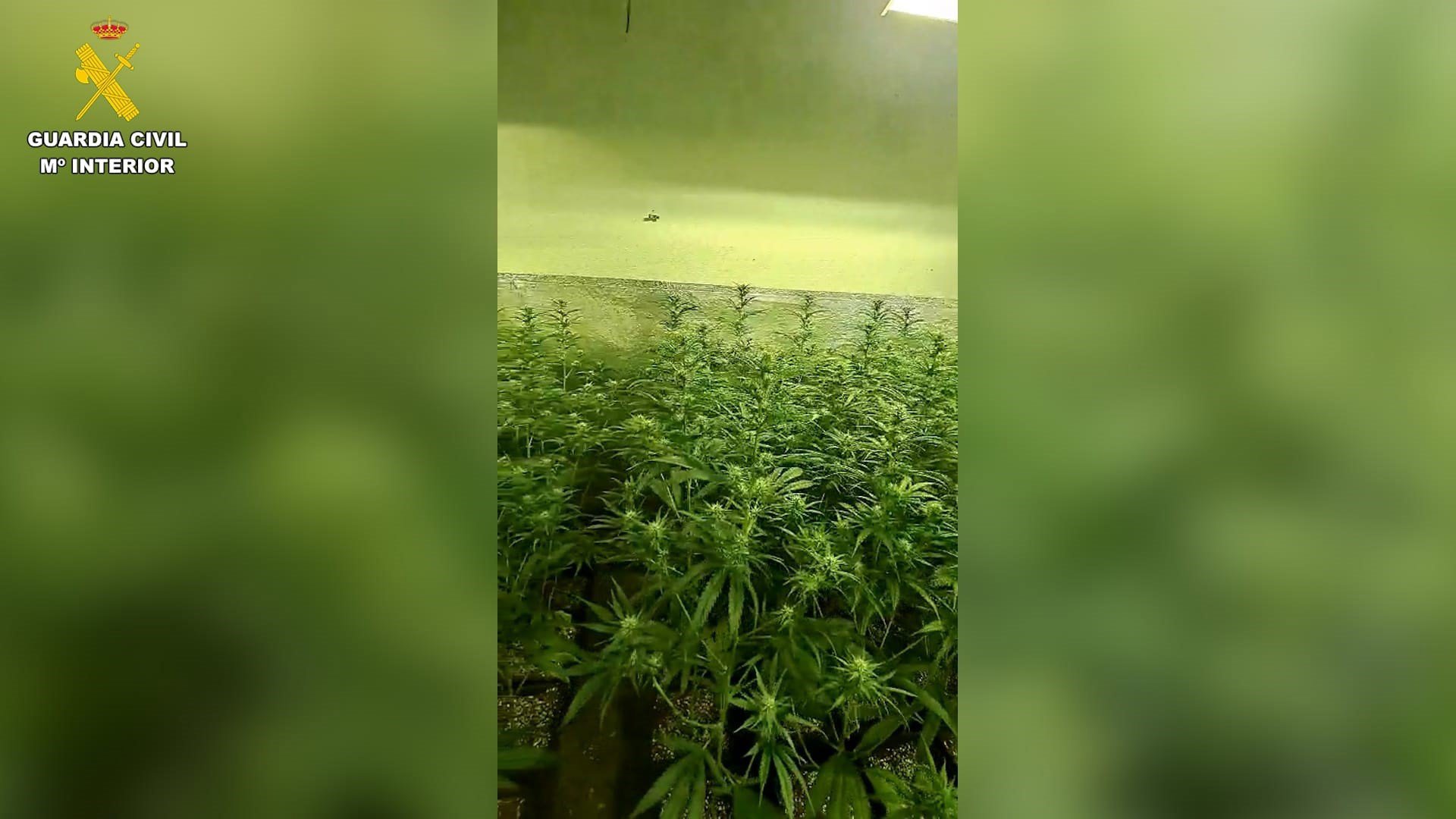 13/05/2026 Desmantelan dos plantaciones de cultivo y elaboración de marihuana indoor en la localidad de Seseña.

El área de investigación de Seseña en colaboración con Policía Local de Seseña, ha desmantelado dos plantaciones de marihuana tipo 'indoor' en la localidad de Seseña, procediendo a la detención de tres personas, como presuntos autores de dos delitos contra la salud pública en su modalidad de cultivo y elaboración de drogas y dos delitos de defraudación de fluido eléctrico.

SOCIEDAD 
GUARDIA CIVIL