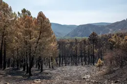 Terreno quemado por el incendio de La Mierla