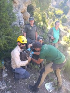 24/08/2026 Yeste (Albacete) da la bienvenida a 'Cardaor', primer quebrantahuesos nacido en la provincia tras más de medio siglo.

La Delegación Provincial de Desarrollo Sostenible ha confirmado el nacimiento en Yeste (Albacete) de 'Cardaor', un ejemplar macho de quebrantahuesos que supone un acontecimiento de relevancia para la conservación de la biodiversidad en Castilla-La Mancha al tratarse de la primera reproducción confirmada de esta especie en la provincia tras más de medio siglo.

SOCIEDAD ESPAÑA EUROPA CASTILLA-LA MANCHA
JCCM