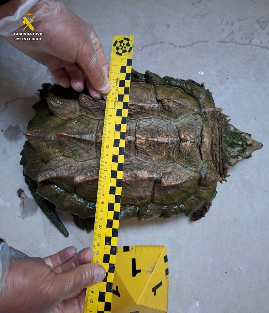 02/09/2026 Tortuga caimán.
SOCIEDAD ESPAÑA EUROPA CASTILLA-LA MANCHA
GUARDIA CIVIL