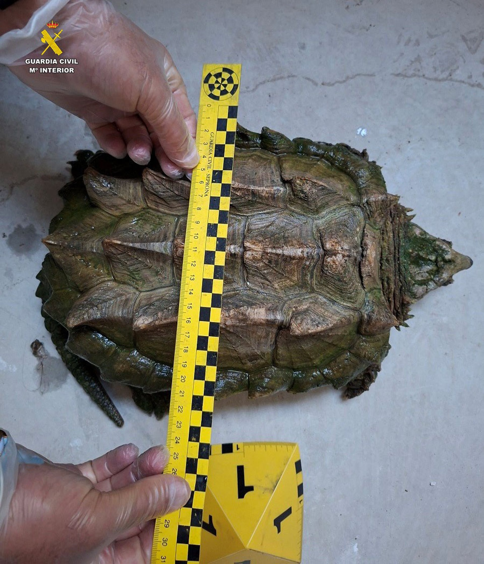 02/09/2026 Tortuga caimán.
SOCIEDAD ESPAÑA EUROPA CASTILLA-LA MANCHA
GUARDIA CIVIL