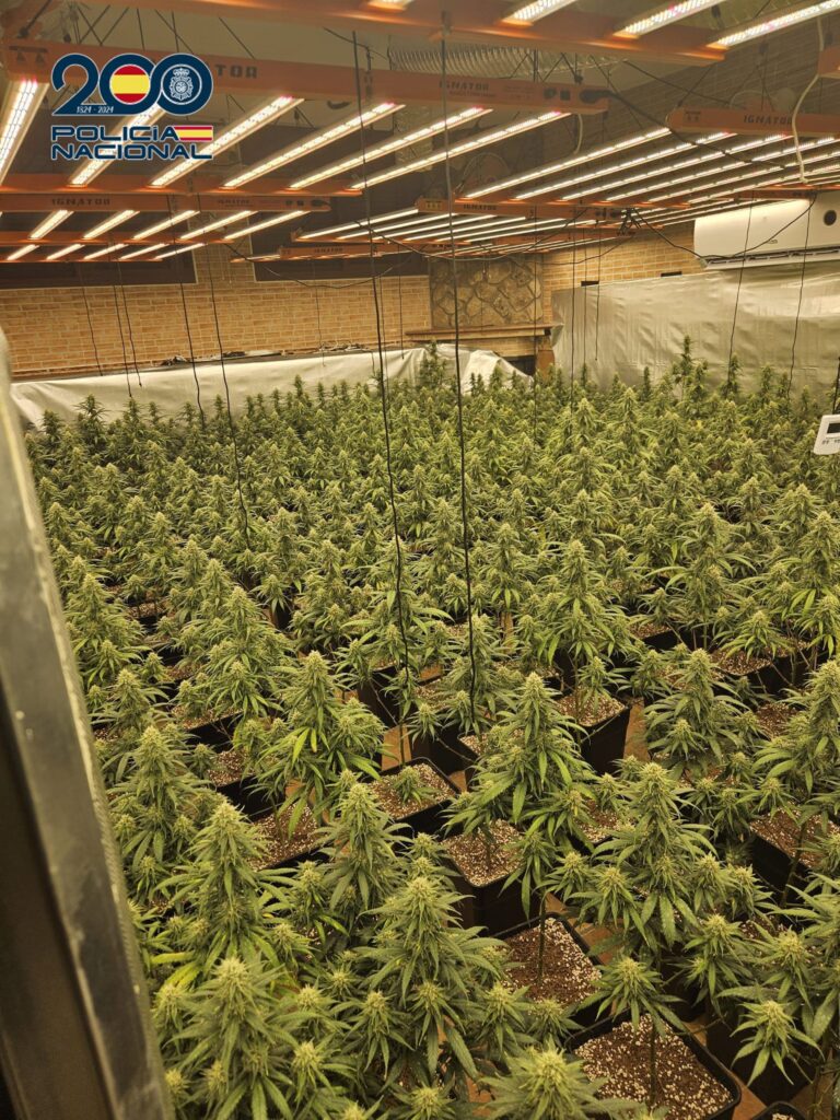 10/09/2026 Sucesos.- Dos detenidos tras desmantelar una plantación 'indoor' con 585 plantas de marihuana en Talavera de la Reina.

La Policía Nacional ha desmantelado en Talavera de la Reina (Toledo) un cultivo intensivo de cannabis oculto en una vivienda del barrio del Patrocinio que albergaba 585 plantas de marihuana. Fruto de esta operación, se ha detenido a dos personas como presuntas responsables de un delito contra la salud pública y otro de defraudación de fluido eléctrico.

SOCIEDAD 
POLICÍA NACIONAL