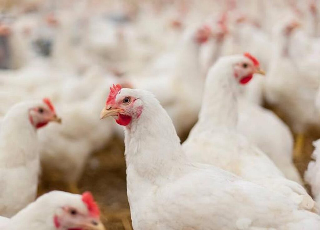 16/10/2026 Pollos.
ECONOMIA
JCCM
