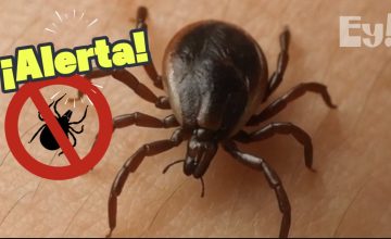 Imagen de alerta ante la picadura de garrapata
