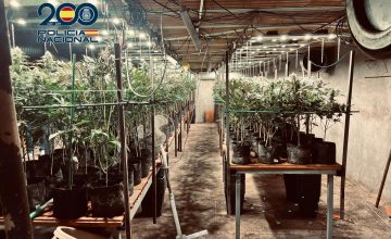 03/02/2026 Plantación de marihuana..

La Policía Nacional ha desmantelado en la localidad de Torrijos (Toledo) una plantación de marihuana de 800 metros cuadrados, oculta en un zulo excavado bajo una nave industrial dedicada a la cría de pollos. La operación se ha cerrado con la detención de los dos principales implicados y la incautación de 932 plantas de cannabis.

SOCIEDAD 
POLICÍA NACIONAL