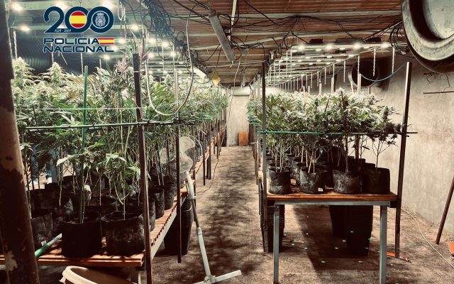 03/02/2026 Plantación de marihuana..

La Policía Nacional ha desmantelado en la localidad de Torrijos (Toledo) una plantación de marihuana de 800 metros cuadrados, oculta en un zulo excavado bajo una nave industrial dedicada a la cría de pollos. La operación se ha cerrado con la detención de los dos principales implicados y la incautación de 932 plantas de cannabis.

SOCIEDAD 
POLICÍA NACIONAL