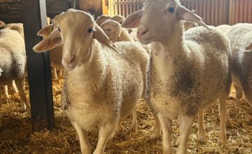 23/03/2026 Agricultura refuerza las recomendaciones para la prevención y control de la lengua azul.

La Consejería de Agricultura, Ganadería y Desarrollo Rural, a través de la Dirección General de Ordenación Agropecuaria, ha actualizado las recomendaciones destinadas a las explotaciones ganaderas con el fin de reforzar la prevención y el control de la lengua azul, una enfermedad vírica que afecta principalmente a rumiantes, especialmente ovinos y bovinos, y cuya transmisión se produce a través de pequeños insectos del género culicoides.

ECONOMIA CASTILLA-LA MANCHA ESPAÑA EUROPA TOLEDO AUTONOMÍAS
JCCM