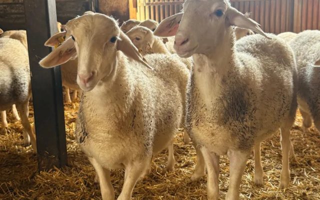 23/03/2026 Agricultura refuerza las recomendaciones para la prevención y control de la lengua azul.

La Consejería de Agricultura, Ganadería y Desarrollo Rural, a través de la Dirección General de Ordenación Agropecuaria, ha actualizado las recomendaciones destinadas a las explotaciones ganaderas con el fin de reforzar la prevención y el control de la lengua azul, una enfermedad vírica que afecta principalmente a rumiantes, especialmente ovinos y bovinos, y cuya transmisión se produce a través de pequeños insectos del género culicoides.

ECONOMIA CASTILLA-LA MANCHA ESPAÑA EUROPA TOLEDO AUTONOMÍAS
JCCM