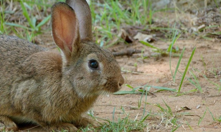 25/03/2021 Conejo
ECONOMIA ESPAÑA EUROPA CASTILLA-LA MANCHA
JCCM