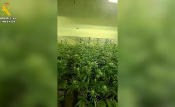 13/05/2026 Desmantelan dos plantaciones de cultivo y elaboración de marihuana indoor en la localidad de Seseña.

El área de investigación de Seseña en colaboración con Policía Local de Seseña, ha desmantelado dos plantaciones de marihuana tipo 'indoor' en la localidad de Seseña, procediendo a la detención de tres personas, como presuntos autores de dos delitos contra la salud pública en su modalidad de cultivo y elaboración de drogas y dos delitos de defraudación de fluido eléctrico.

SOCIEDAD 
GUARDIA CIVIL