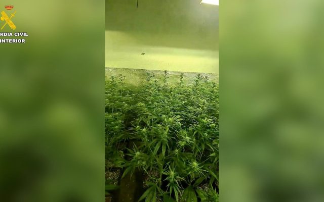 13/05/2026 Desmantelan dos plantaciones de cultivo y elaboración de marihuana indoor en la localidad de Seseña.

El área de investigación de Seseña en colaboración con Policía Local de Seseña, ha desmantelado dos plantaciones de marihuana tipo 'indoor' en la localidad de Seseña, procediendo a la detención de tres personas, como presuntos autores de dos delitos contra la salud pública en su modalidad de cultivo y elaboración de drogas y dos delitos de defraudación de fluido eléctrico.

SOCIEDAD 
GUARDIA CIVIL