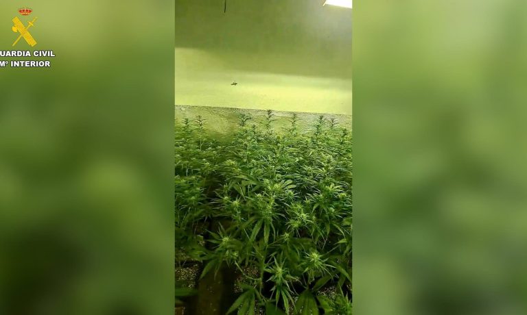 13/05/2026 Desmantelan dos plantaciones de cultivo y elaboración de marihuana indoor en la localidad de Seseña.

El área de investigación de Seseña en colaboración con Policía Local de Seseña, ha desmantelado dos plantaciones de marihuana tipo 'indoor' en la localidad de Seseña, procediendo a la detención de tres personas, como presuntos autores de dos delitos contra la salud pública en su modalidad de cultivo y elaboración de drogas y dos delitos de defraudación de fluido eléctrico.

SOCIEDAD 
GUARDIA CIVIL