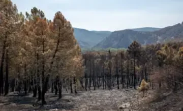 Terreno quemado por el incendio de La Mierla