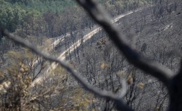 Terreno quemado por el incendio forestal