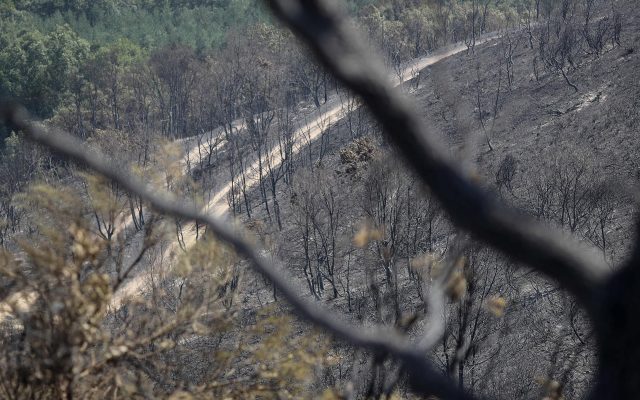 Terreno quemado por el incendio forestal
