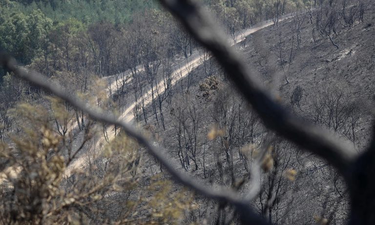 Terreno quemado por el incendio forestal