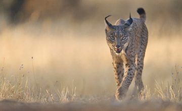 Lince