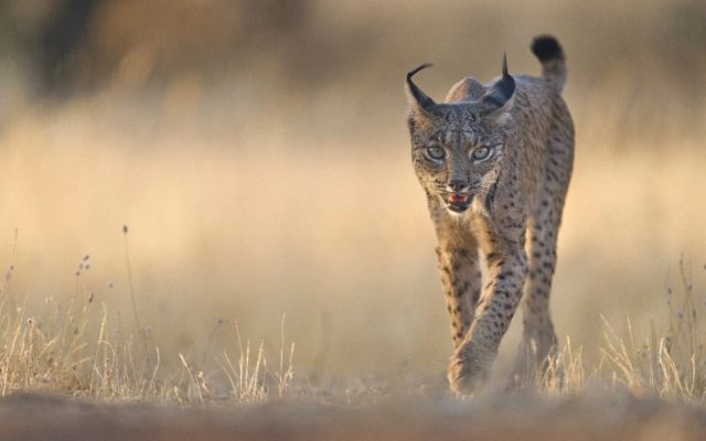 Lince
