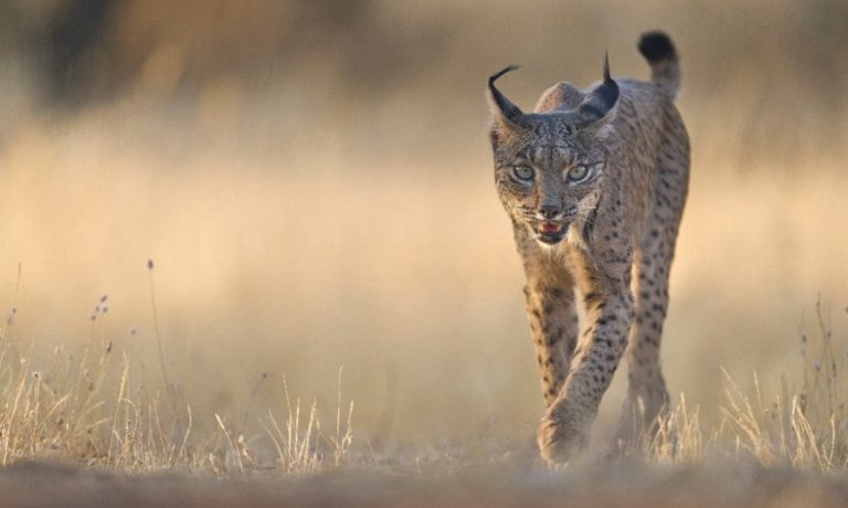 Lince