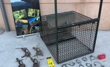 06/08/2026 La Guardia Civil detiene a 3 personas por la muerte de un lince ibérico en Cuenca..

Efectivos del Seprona de la Comandancia de la Guardia Civil de Cuenca, en el marco del ejercicio de la competencia exclusiva y específica como policía judicial e instrumental en todo el territorio nacional para perseguir delitos medioambientales, han desarticulado una organización criminal dedicada presuntamente a la eliminación sistemática de depredadores silvestres; investigación que se inició tras la localización, en abril de 2026, del cadáver de un lince ibérico abatido por disparos en el límite de los términos de Huelves y Barajas de Melo.

SOCIEDAD CASTILLA-LA MANCHA ESPAÑA EUROPA CUENCA AUTONOMÍAS
GUARDIA CIVIL