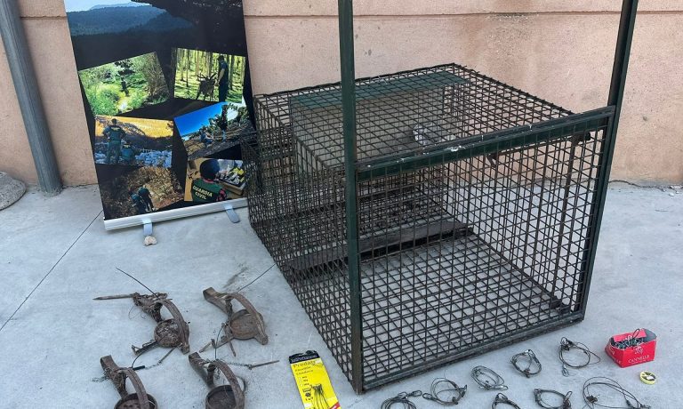06/08/2026 La Guardia Civil detiene a 3 personas por la muerte de un lince ibérico en Cuenca..

Efectivos del Seprona de la Comandancia de la Guardia Civil de Cuenca, en el marco del ejercicio de la competencia exclusiva y específica como policía judicial e instrumental en todo el territorio nacional para perseguir delitos medioambientales, han desarticulado una organización criminal dedicada presuntamente a la eliminación sistemática de depredadores silvestres; investigación que se inició tras la localización, en abril de 2026, del cadáver de un lince ibérico abatido por disparos en el límite de los términos de Huelves y Barajas de Melo.

SOCIEDAD CASTILLA-LA MANCHA ESPAÑA EUROPA CUENCA AUTONOMÍAS
GUARDIA CIVIL