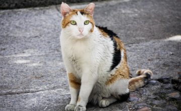 fotonoticia_20260814114246_1920