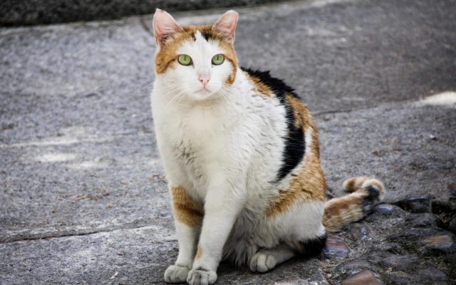 fotonoticia_20260814114246_1920