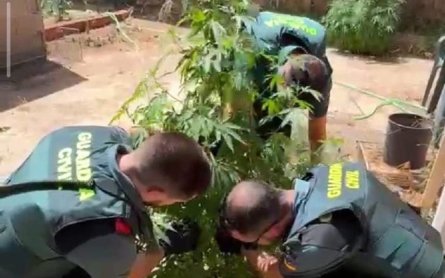 18/08/2026 Sucesos.- Dos personas investigadas tras descubrir la Guardia Civil 55 plantas de marihuana en un bar de Casasimarro.

La Guardia Civil de Cuenca ha investigado a dos personas, de 60 y 37 años de edad, por un presunto delito contra la salud pública, tras descubrir 55 plantas de marihuana en el patio de un bar de Casasimarro (Cuenca).

SOCIEDAD CASTILLA-LA MANCHA ESPAÑA EUROPA CUENCA AUTONOMÍAS
GUARDIA CIVIL