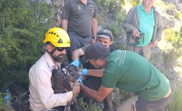 24/08/2026 Yeste (Albacete) da la bienvenida a 'Cardaor', primer quebrantahuesos nacido en la provincia tras más de medio siglo.

La Delegación Provincial de Desarrollo Sostenible ha confirmado el nacimiento en Yeste (Albacete) de 'Cardaor', un ejemplar macho de quebrantahuesos que supone un acontecimiento de relevancia para la conservación de la biodiversidad en Castilla-La Mancha al tratarse de la primera reproducción confirmada de esta especie en la provincia tras más de medio siglo.

SOCIEDAD ESPAÑA EUROPA CASTILLA-LA MANCHA
JCCM