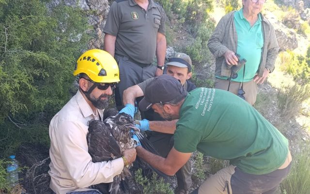 24/08/2026 Yeste (Albacete) da la bienvenida a 'Cardaor', primer quebrantahuesos nacido en la provincia tras más de medio siglo.

La Delegación Provincial de Desarrollo Sostenible ha confirmado el nacimiento en Yeste (Albacete) de 'Cardaor', un ejemplar macho de quebrantahuesos que supone un acontecimiento de relevancia para la conservación de la biodiversidad en Castilla-La Mancha al tratarse de la primera reproducción confirmada de esta especie en la provincia tras más de medio siglo.

SOCIEDAD ESPAÑA EUROPA CASTILLA-LA MANCHA
JCCM