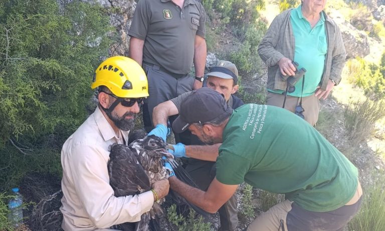 24/08/2026 Yeste (Albacete) da la bienvenida a 'Cardaor', primer quebrantahuesos nacido en la provincia tras más de medio siglo.

La Delegación Provincial de Desarrollo Sostenible ha confirmado el nacimiento en Yeste (Albacete) de 'Cardaor', un ejemplar macho de quebrantahuesos que supone un acontecimiento de relevancia para la conservación de la biodiversidad en Castilla-La Mancha al tratarse de la primera reproducción confirmada de esta especie en la provincia tras más de medio siglo.

SOCIEDAD ESPAÑA EUROPA CASTILLA-LA MANCHA
JCCM