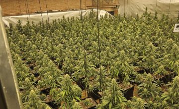 10/09/2026 Sucesos.- Dos detenidos tras desmantelar una plantación 'indoor' con 585 plantas de marihuana en Talavera de la Reina.

La Policía Nacional ha desmantelado en Talavera de la Reina (Toledo) un cultivo intensivo de cannabis oculto en una vivienda del barrio del Patrocinio que albergaba 585 plantas de marihuana. Fruto de esta operación, se ha detenido a dos personas como presuntas responsables de un delito contra la salud pública y otro de defraudación de fluido eléctrico.

SOCIEDAD 
POLICÍA NACIONAL
