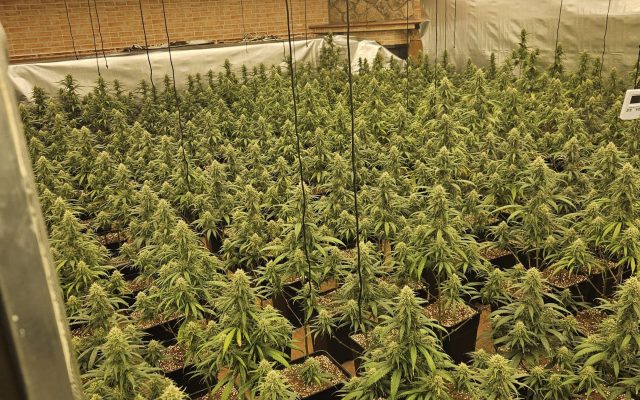 10/09/2026 Sucesos.- Dos detenidos tras desmantelar una plantación 'indoor' con 585 plantas de marihuana en Talavera de la Reina.

La Policía Nacional ha desmantelado en Talavera de la Reina (Toledo) un cultivo intensivo de cannabis oculto en una vivienda del barrio del Patrocinio que albergaba 585 plantas de marihuana. Fruto de esta operación, se ha detenido a dos personas como presuntas responsables de un delito contra la salud pública y otro de defraudación de fluido eléctrico.

SOCIEDAD 
POLICÍA NACIONAL