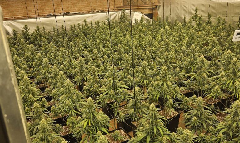 10/09/2026 Sucesos.- Dos detenidos tras desmantelar una plantación 'indoor' con 585 plantas de marihuana en Talavera de la Reina.

La Policía Nacional ha desmantelado en Talavera de la Reina (Toledo) un cultivo intensivo de cannabis oculto en una vivienda del barrio del Patrocinio que albergaba 585 plantas de marihuana. Fruto de esta operación, se ha detenido a dos personas como presuntas responsables de un delito contra la salud pública y otro de defraudación de fluido eléctrico.

SOCIEDAD 
POLICÍA NACIONAL