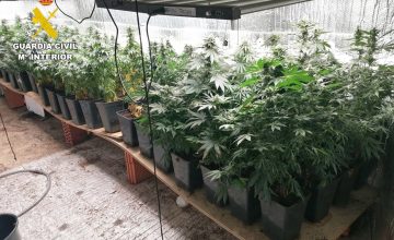 17/06/2026 Desmantelada una plantación "indoor" de marihuana en Cabezón de la Sal
SOCIEDAD 
GUARDIA CIVIL