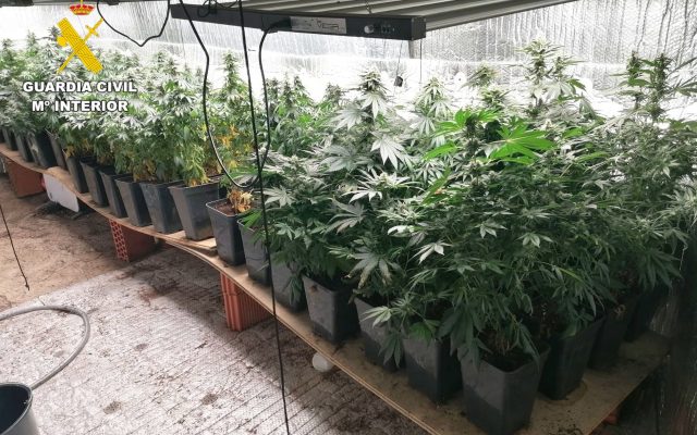 17/06/2026 Desmantelada una plantación "indoor" de marihuana en Cabezón de la Sal
SOCIEDAD 
GUARDIA CIVIL