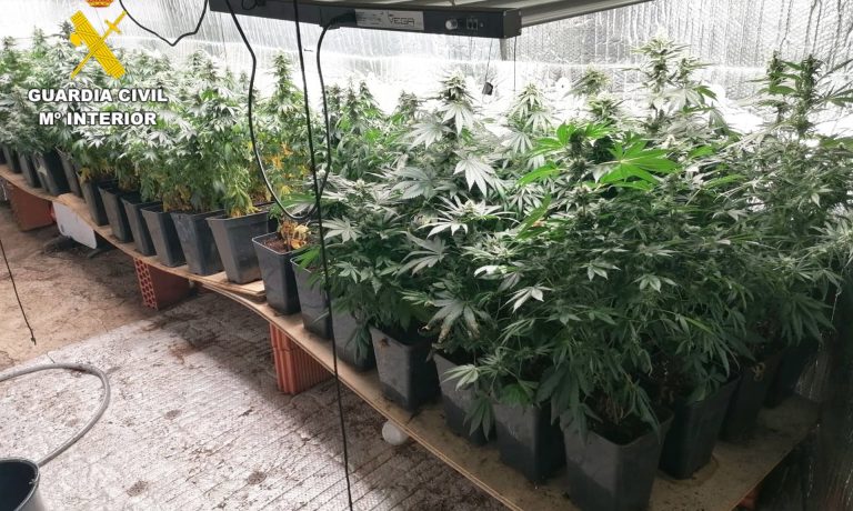 17/06/2026 Desmantelada una plantación "indoor" de marihuana en Cabezón de la Sal
SOCIEDAD 
GUARDIA CIVIL