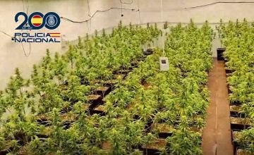 Cultivo de marihuana en Talavera