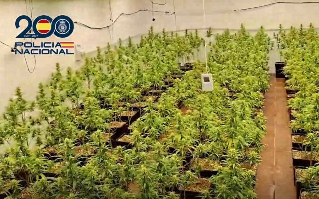 Cultivo de marihuana en Talavera