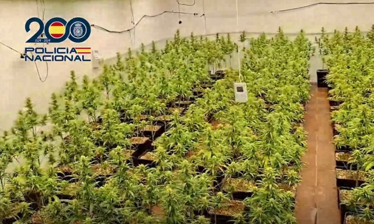 Cultivo de marihuana en Talavera