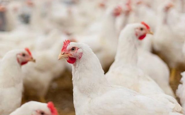 16/10/2026 Pollos.
ECONOMIA 
JCCM