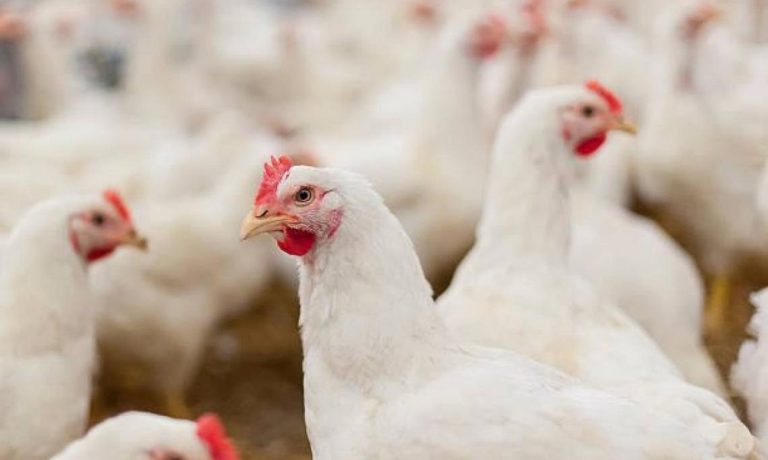 16/10/2026 Pollos.
ECONOMIA 
JCCM